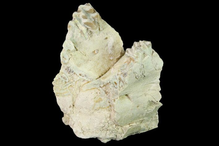 Oreodont (Merycoidodon) Jaw Section - South Dakota #136029